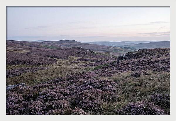 Vibrant Blooms Of North York Moors