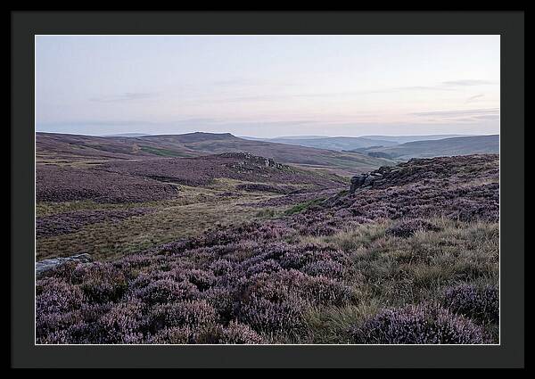 Vibrant Blooms Of North York Moors