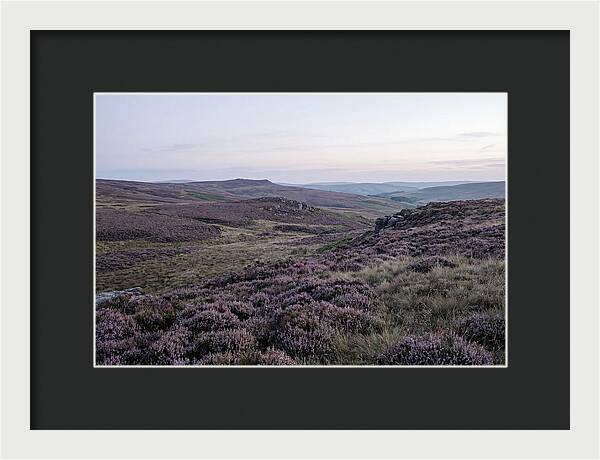 Vibrant Blooms Of North York Moors
