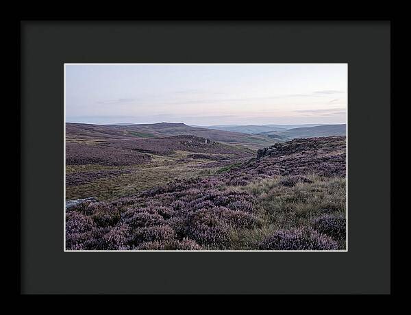 Vibrant Blooms Of North York Moors