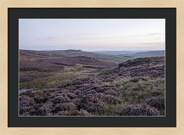 Vibrant Blooms Of North York Moors