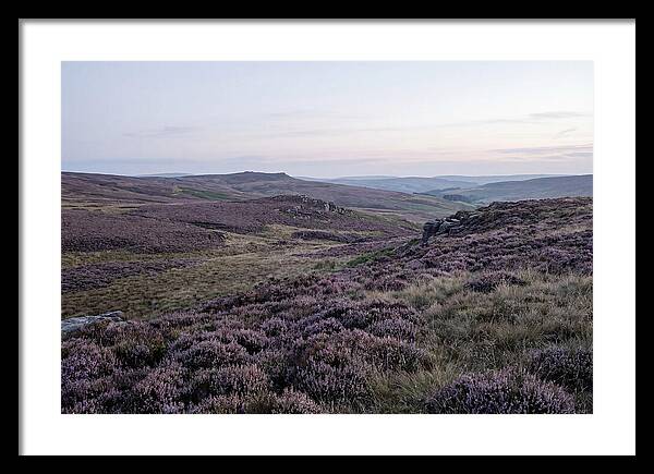 Vibrant Blooms Of North York Moors