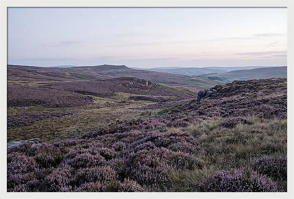Vibrant Blooms Of North York Moors