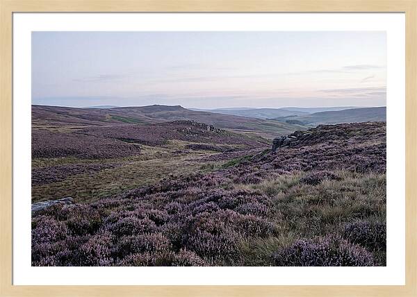Vibrant Blooms Of North York Moors