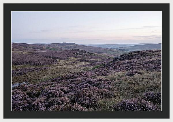 Vibrant Blooms Of North York Moors