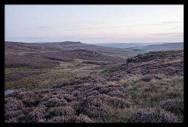 Vibrant Blooms Of North York Moors