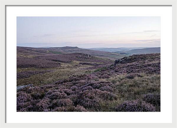 Vibrant Blooms Of North York Moors