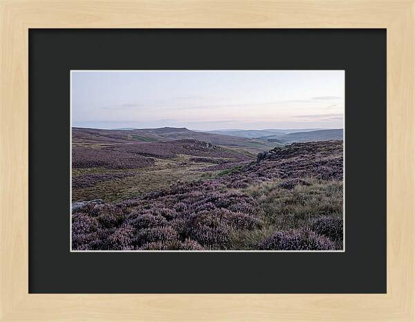 Vibrant Blooms Of North York Moors