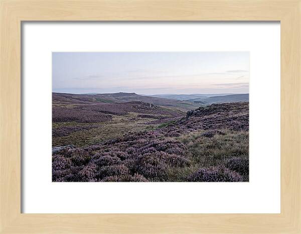 Vibrant Blooms Of North York Moors