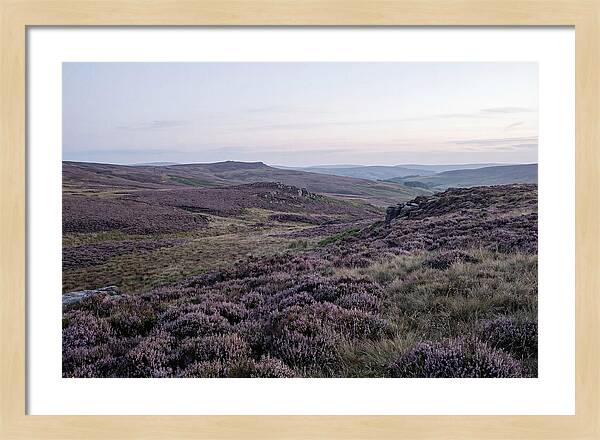 Vibrant Blooms Of North York Moors