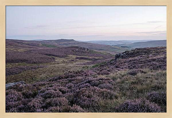 Vibrant Blooms Of North York Moors
