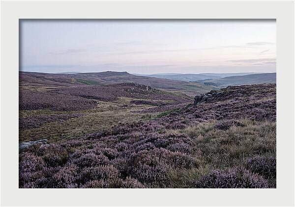 Vibrant Blooms Of North York Moors