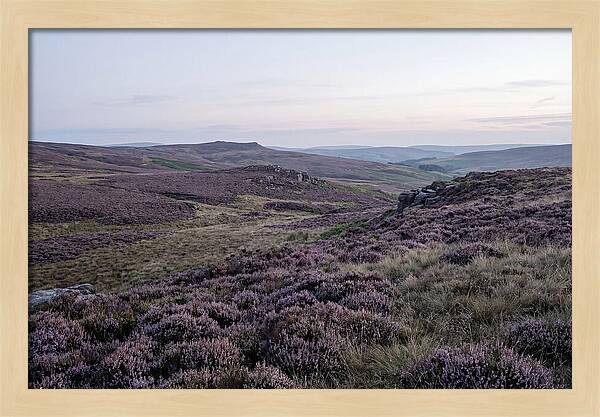 Vibrant Blooms Of North York Moors