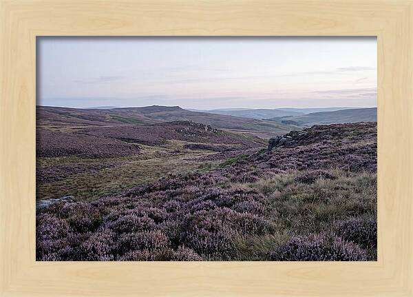 Vibrant Blooms Of North York Moors