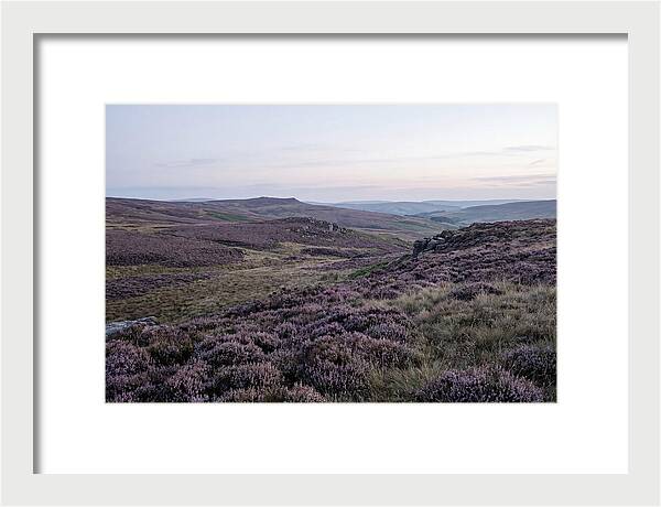 Vibrant Blooms Of North York Moors
