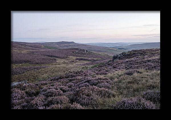 Vibrant Blooms Of North York Moors