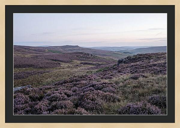 Vibrant Blooms Of North York Moors