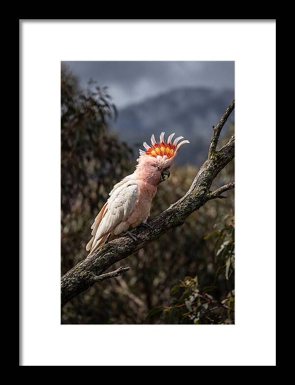 Vibrant Cockatoo Encounter