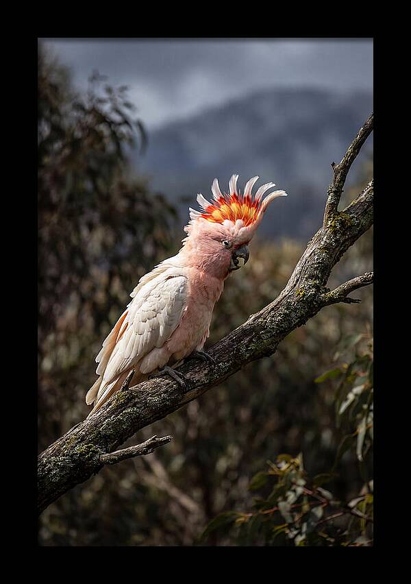 Vibrant Cockatoo Encounter