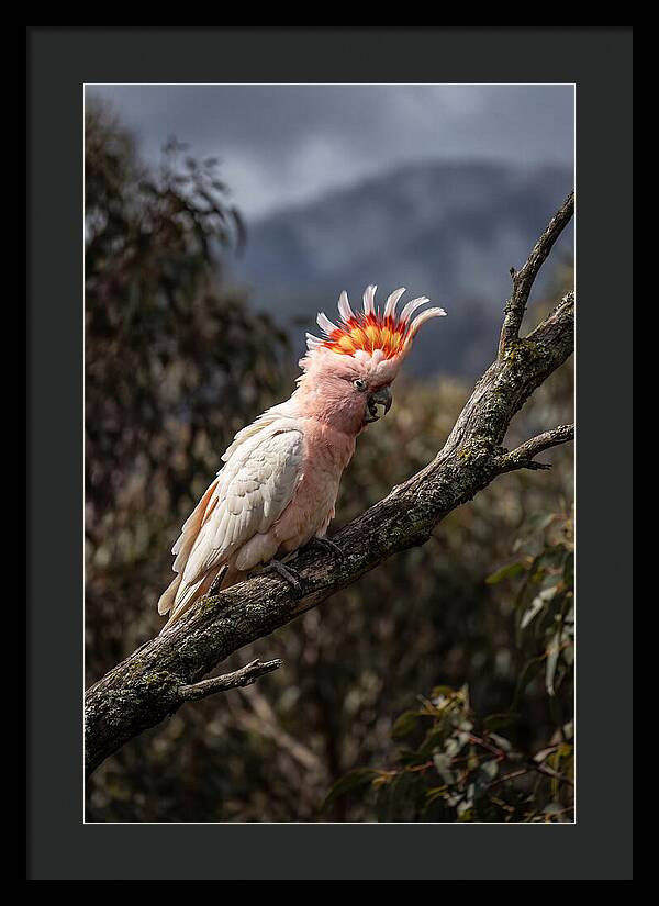 Vibrant Cockatoo Encounter