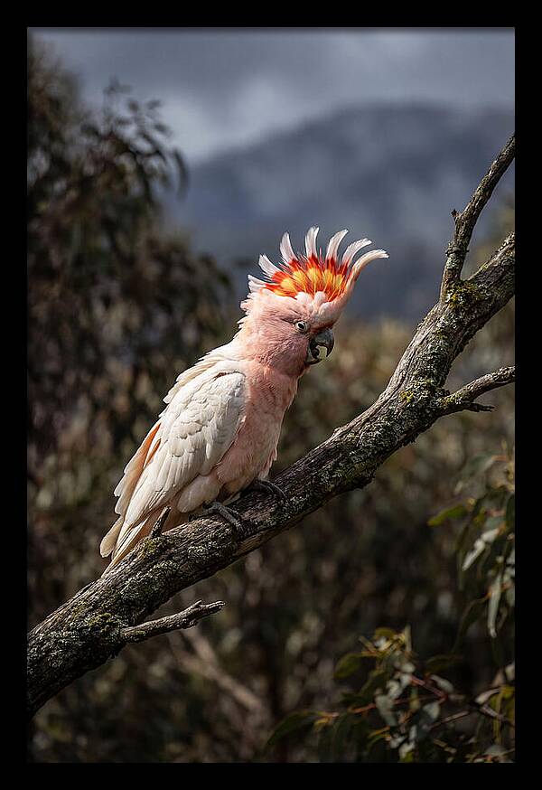 Vibrant Cockatoo Encounter