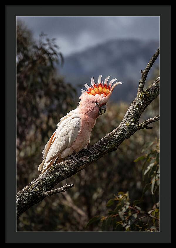 Vibrant Cockatoo Encounter