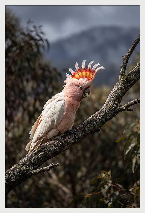 Vibrant Cockatoo Encounter