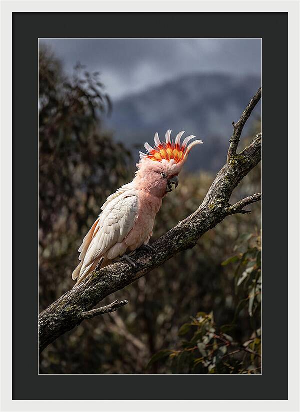 Vibrant Cockatoo Encounter