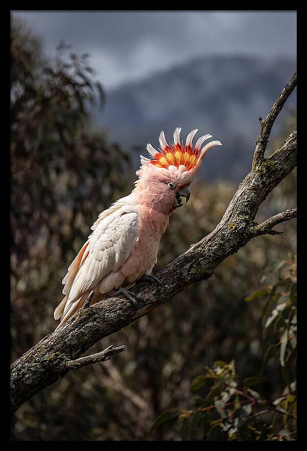 Vibrant Cockatoo Encounter