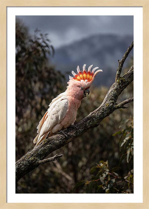 Vibrant Cockatoo Encounter