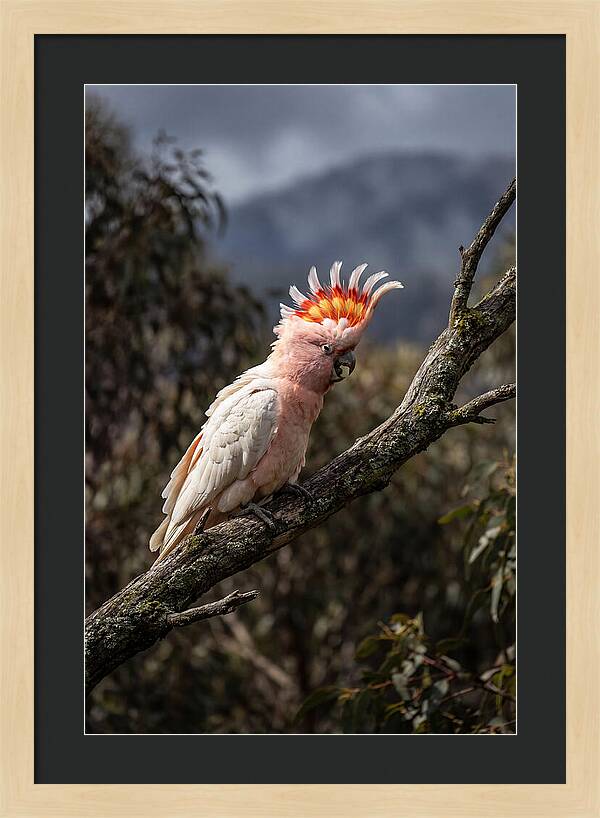 Vibrant Cockatoo Encounter