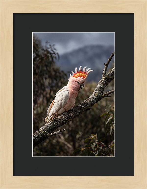 Vibrant Cockatoo Encounter