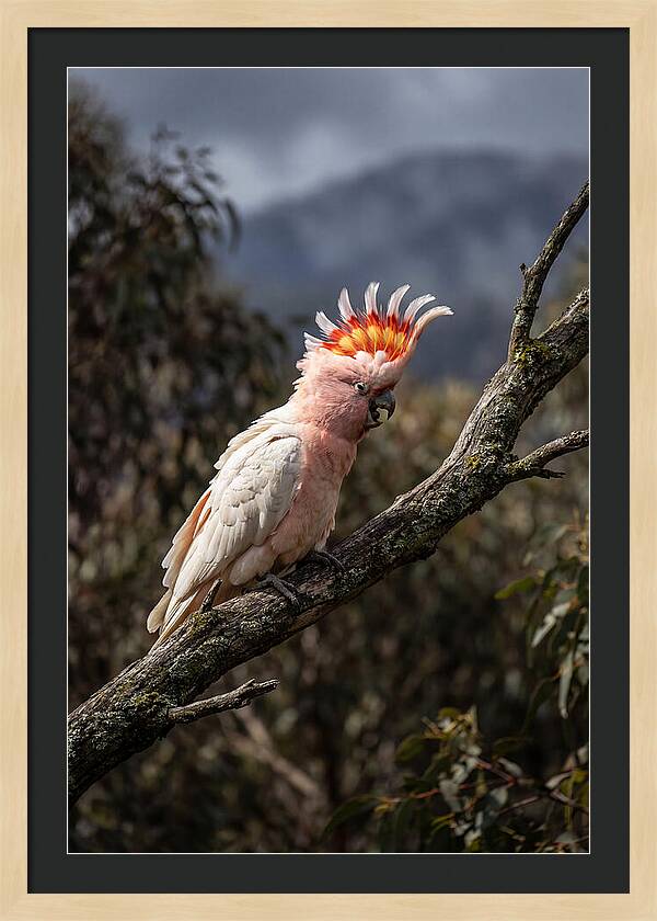 Vibrant Cockatoo Encounter