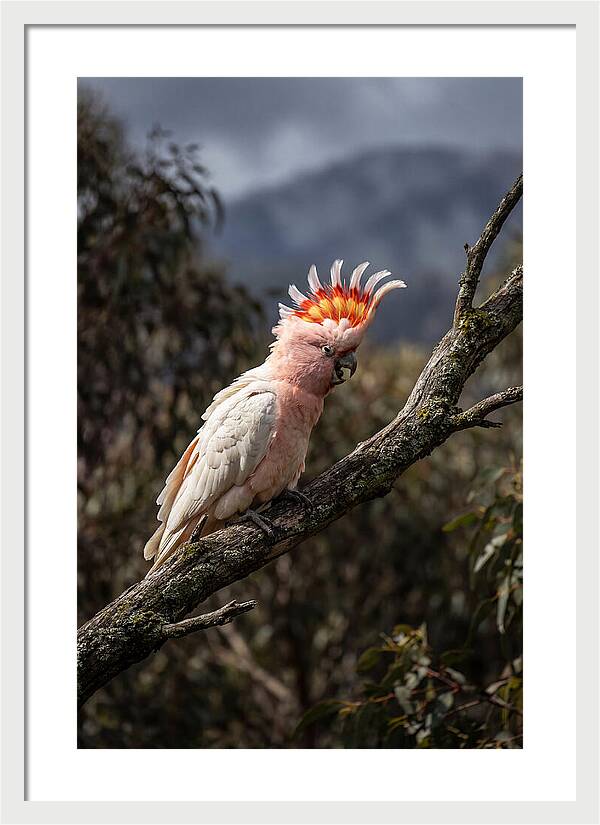 Vibrant Cockatoo Encounter