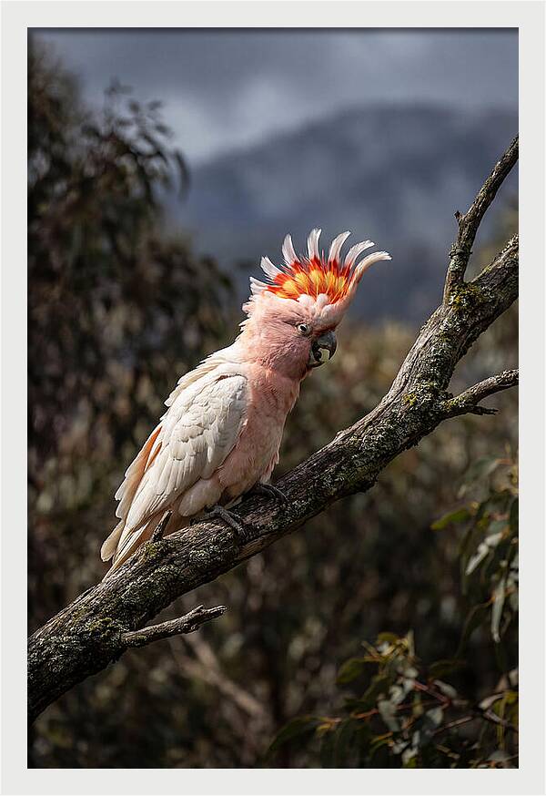 Vibrant Cockatoo Encounter
