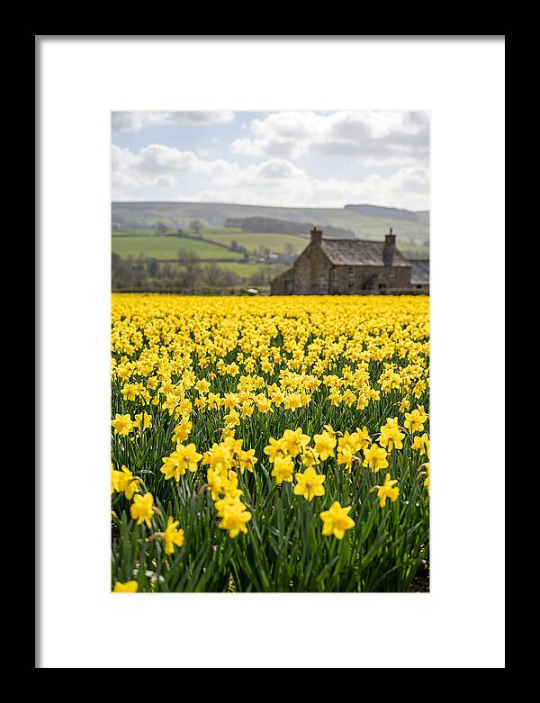 Vibrant Daffodils In Full Bloom