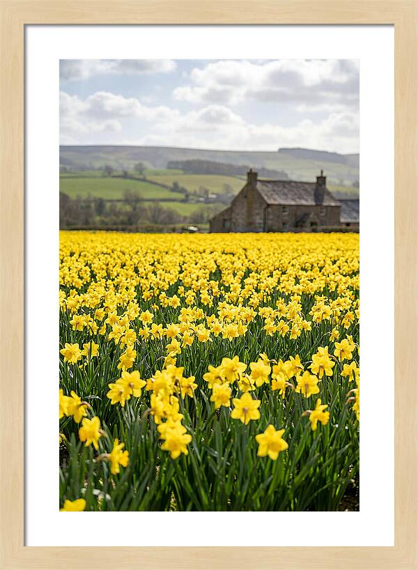 Vibrant Daffodils In Full Bloom