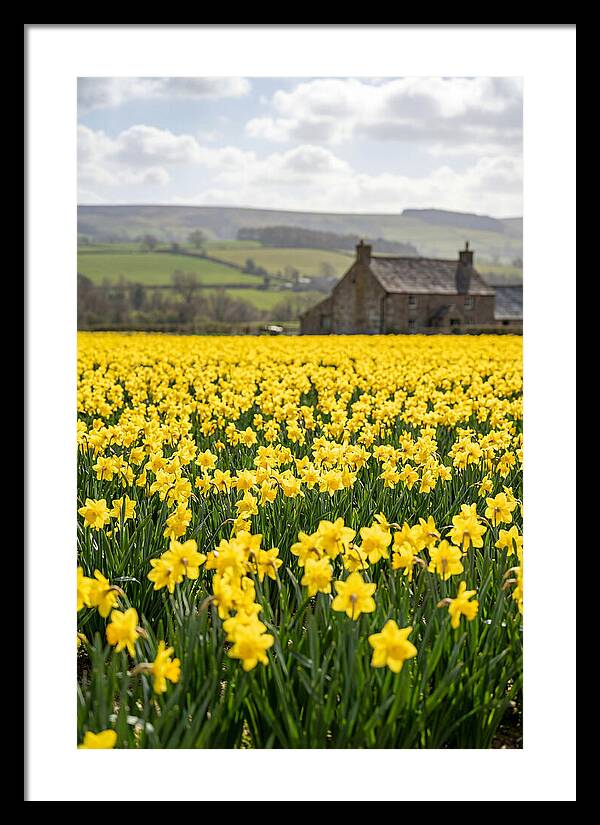 Vibrant Daffodils In Full Bloom