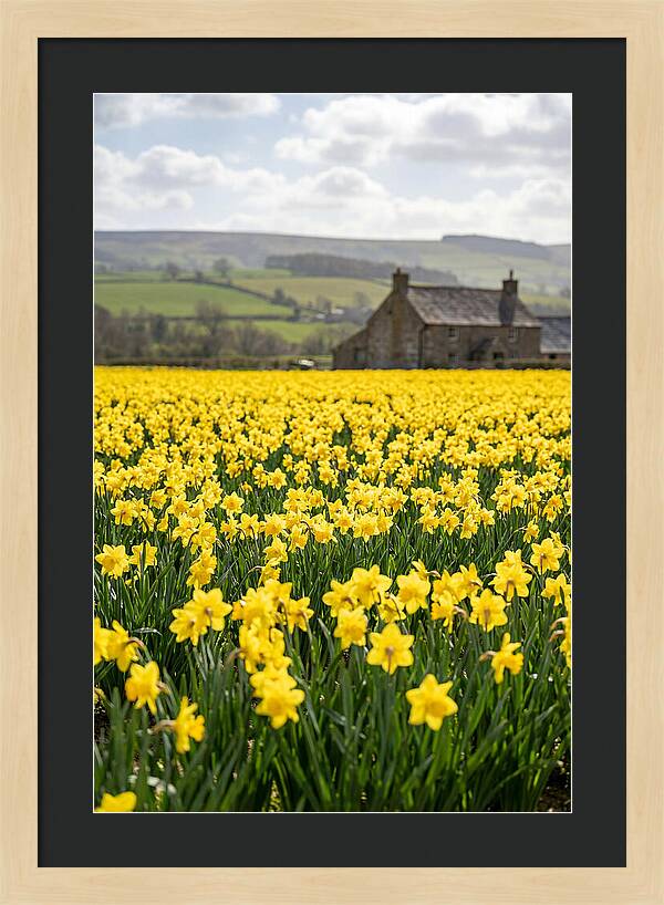 Vibrant Daffodils In Full Bloom