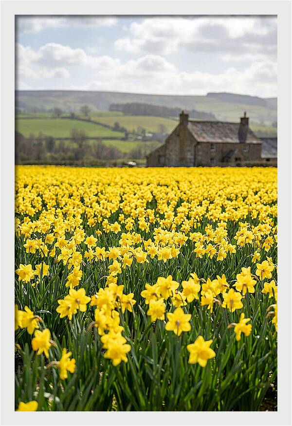 Vibrant Daffodils In Full Bloom