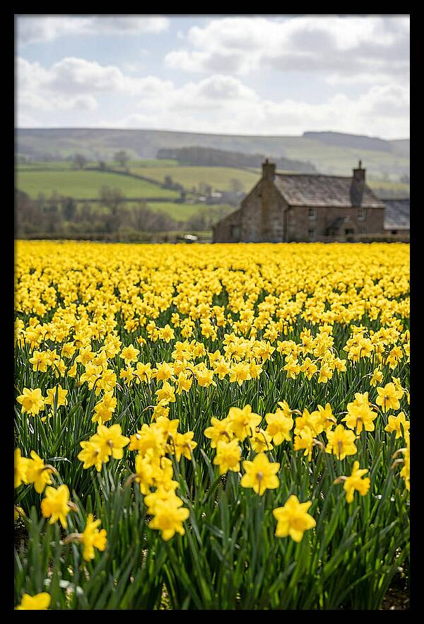 Vibrant Daffodils In Full Bloom