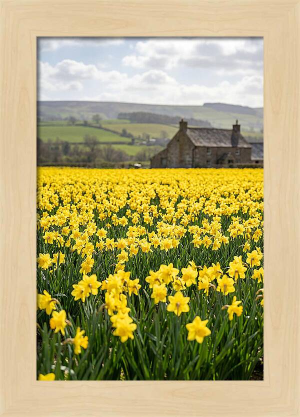 Vibrant Daffodils In Full Bloom