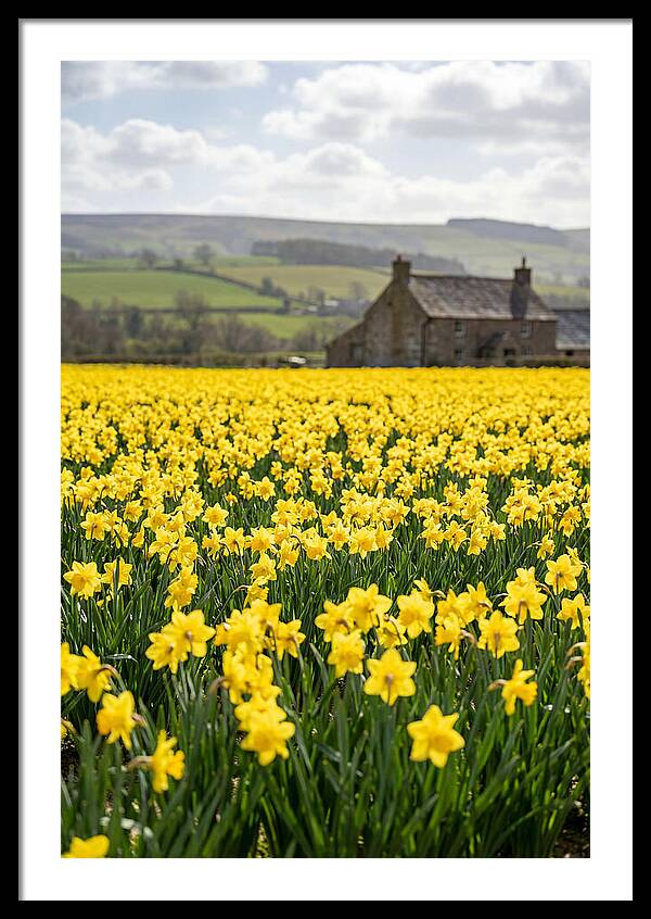Vibrant Daffodils In Full Bloom