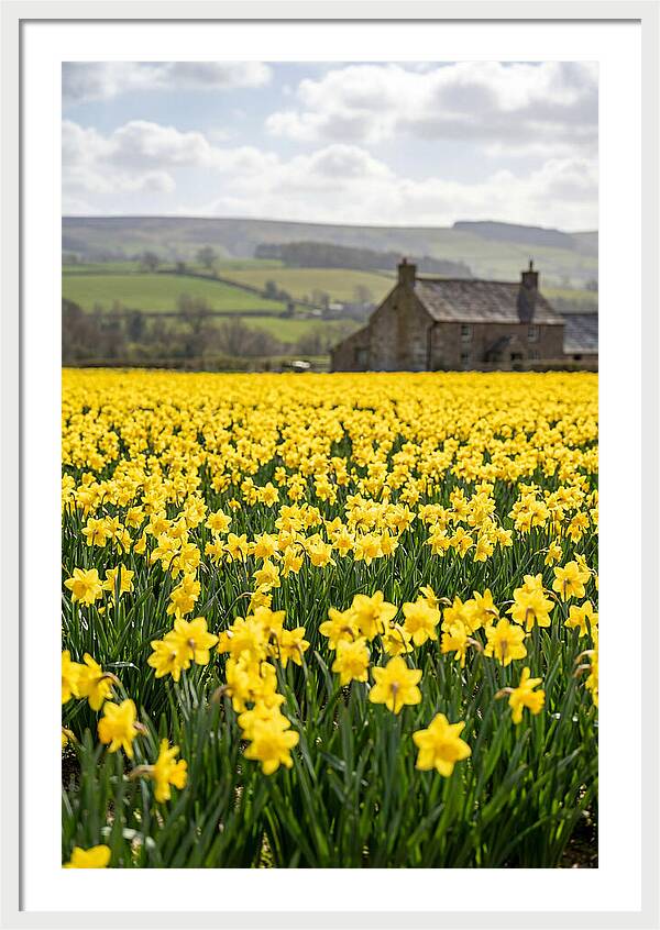 Vibrant Daffodils In Full Bloom