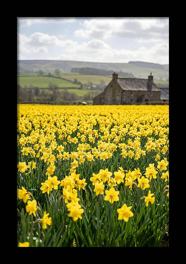 Vibrant Daffodils In Full Bloom