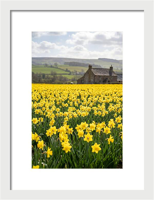 Vibrant Daffodils In Full Bloom