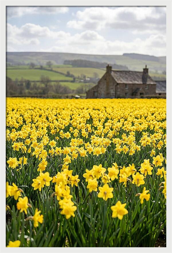 Vibrant Daffodils In Full Bloom