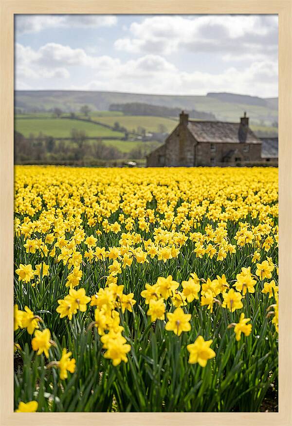 Vibrant Daffodils In Full Bloom