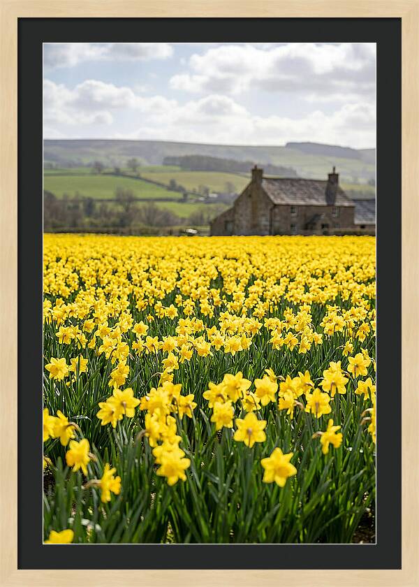Vibrant Daffodils In Full Bloom