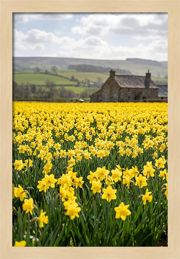 Vibrant Daffodils In Full Bloom